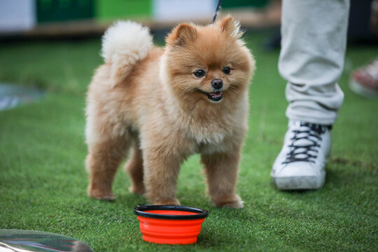 Cagnolino peloso batuffolo