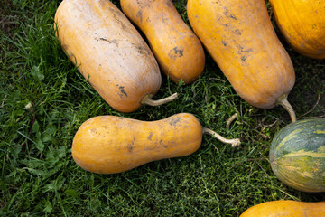 Pumpkin harvest on fresh grass