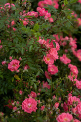 blooming pale red rose on a bush in garden nature background