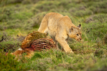 Puma with catchlight walks past guanaco carcase