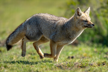 South American gray fox runs across grass