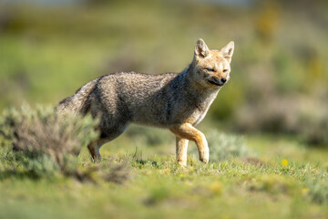 South American gray fox running past bush