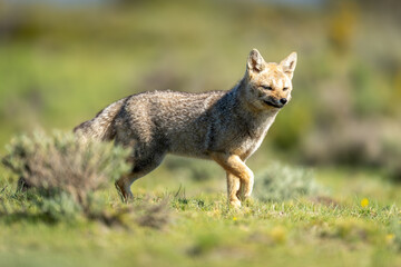South American gray fox runs past bush