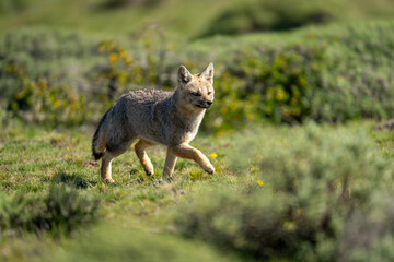 South American gray fox runs among bushes