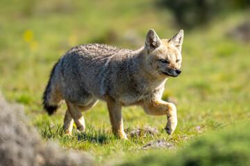 South American gray fox runs over scrubland