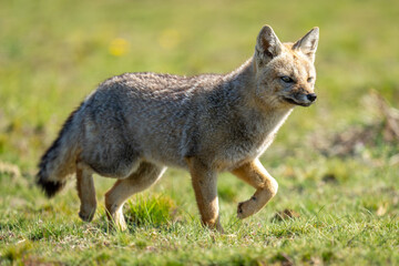 South American gray fox crosses grassy plain