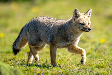 South American gray fox runs over grass