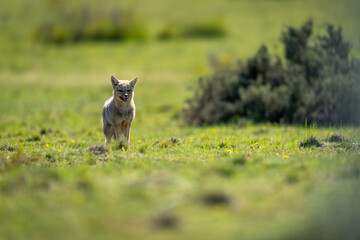 South American gray fox standing beside bush
