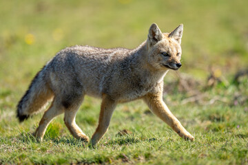 South American gray fox crosses sunlit plain