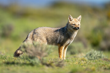 South American gray fox standing behind bush