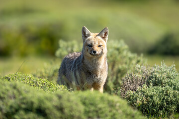 South American gray fox standing facing camera