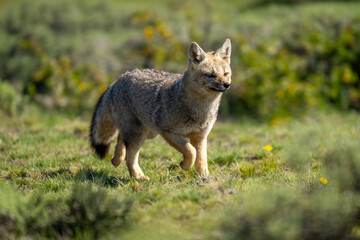 South American gray fox runs through scrubland