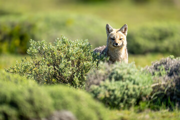 South American gray fox standing watching camera