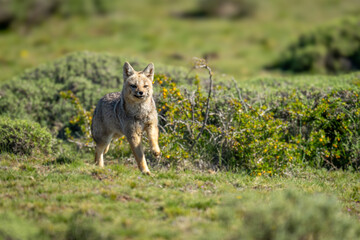 South American gray fox runs towards camera
