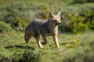South American gray fox runs past bushes