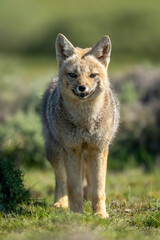 South American gray fox stands eyeing camera