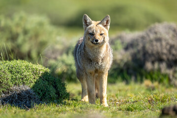 South American gray fox stands facing lens