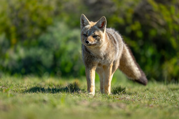 South American gray fox stands near bushes