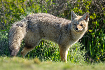 South American gray fox stands near bush