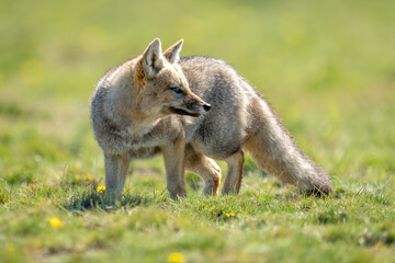 South American gray fox stands turning head
