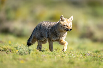 South American gray fox trotting across plain