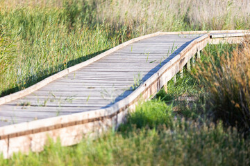 Pasarela rústica de madera sobre charco