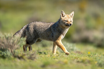 South American gray fox trotting past bush