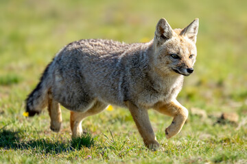 South American gray fox trots in grass