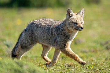 South American gray fox trots over scrubland