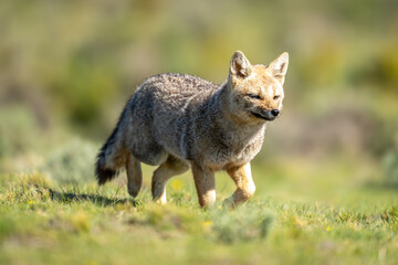 South American gray fox trotting across field