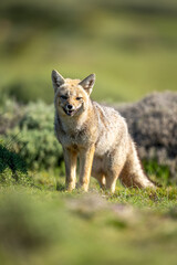 South American gray fox stands opening mouth