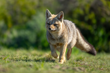 South American gray fox trots towards camera