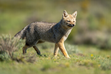 South American gray fox walks past bush