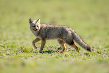 South American gray fox walks across plain