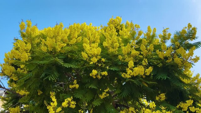 Blossom of beautiful Peltophorum dubium tree with a yellow crown 