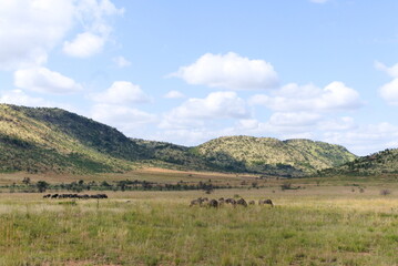 Fototapeta premium Gnus graze in herds in front of hilly scenery in Pilanesberg national park, South Africa