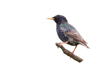 Common starling bird isolated (Sturnus vulgaris)