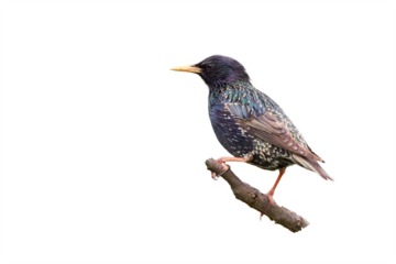 Common starling bird isolated (Sturnus vulgaris)
