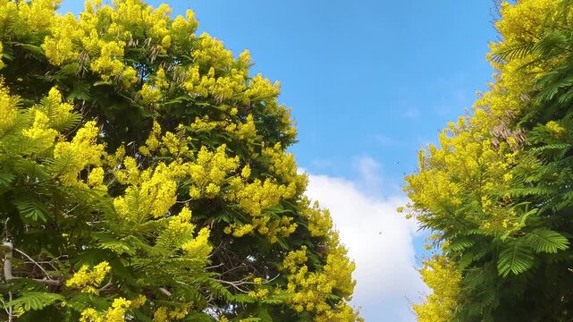 Blossom of beautiful Peltophorum dubium tree with a yellow crown 
