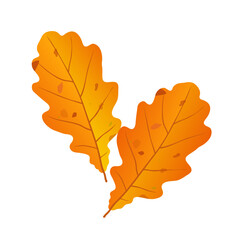 Vector cartoon oak leaves isolated on white background.

