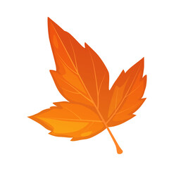 Vector cartoon tatar maple leaf isolated on white background.
