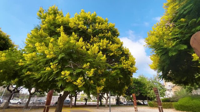 Blossom of beautiful Peltophorum dubium tree with a yellow crown 