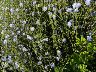 Blue wildflowers. Chicory by the road. Tall and beautiful weeds.Blue wild chicory flower