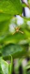 Macro Photography Of A Spider On The Web