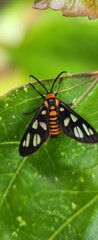 Macro Photography Of Hubner Wasp Moth