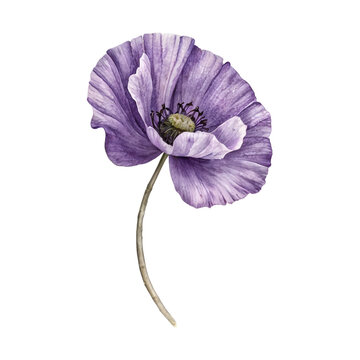 A single purple poppy flower with a long stem on a transparent background