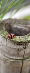 Macro Photography Of A Ladybug On A Tree