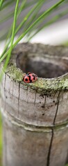 Macro Photography Of A Ladybug On A Tree