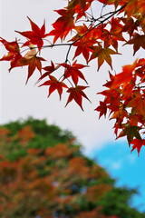 秋晴れの紅葉狩り