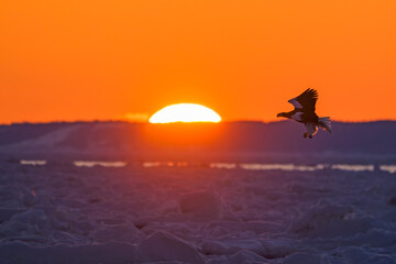オオワシと朝日と流氷 © sandpiper